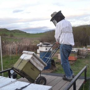 Ein Kanadischer Imker läd seine Bienenvölker auf einen Anhänger
