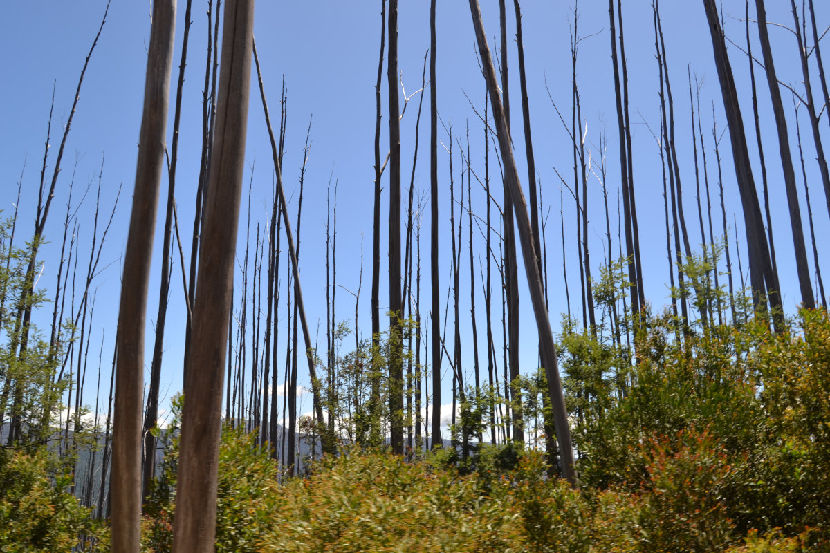 Australischer Busch nach vergangenem Waldbrand