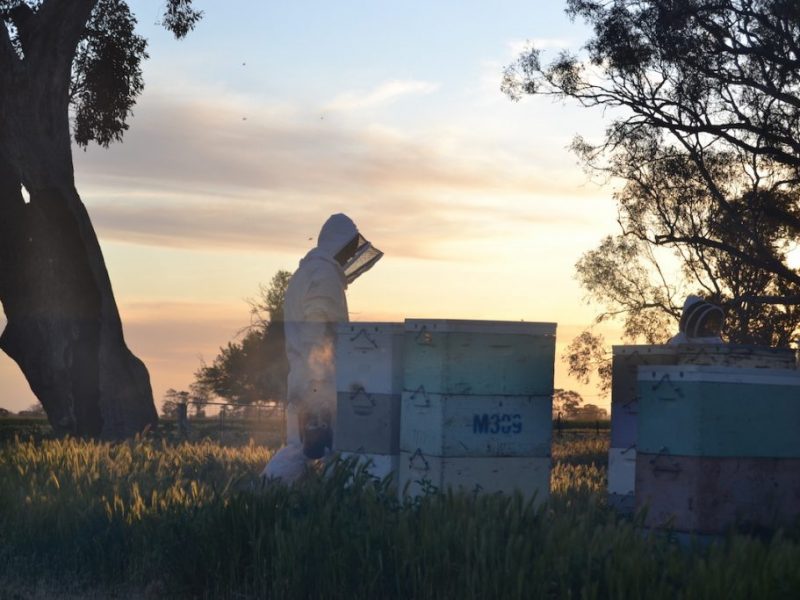 Australischer Imker geht mit Smoker um die Bienen bei Sonnenuntergang