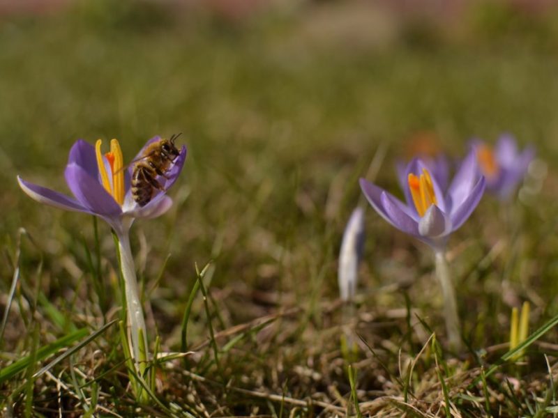 Biene sitzt auf Krokus