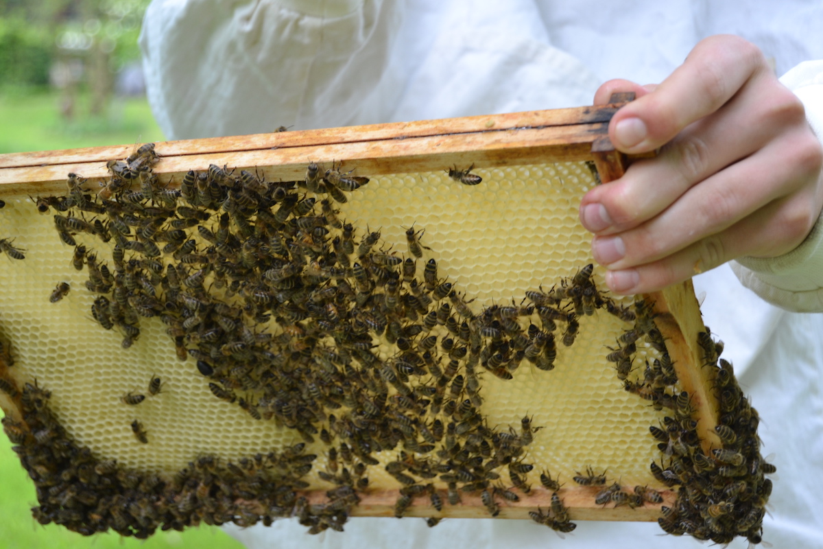 Bienen bauen Wachsplatte eines Rähmchens aus