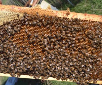 Bienenbrutwabe mit Pollen und Honig