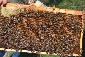 Bienenbrutwabe mit Pollen und Honig