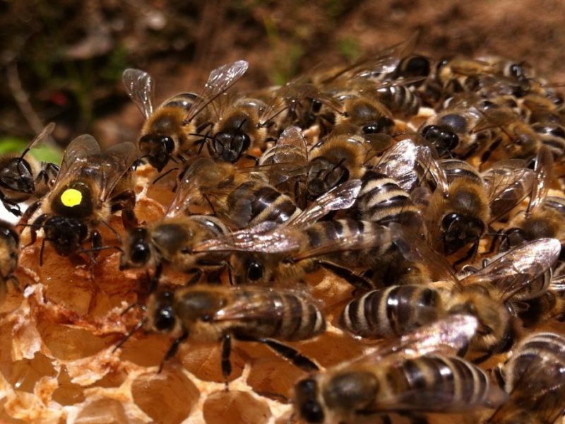 Bienenkönigin mit gelben Punkt läuft auf Wabe
