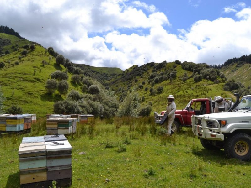 Bienenstand Neuseeland Manuka