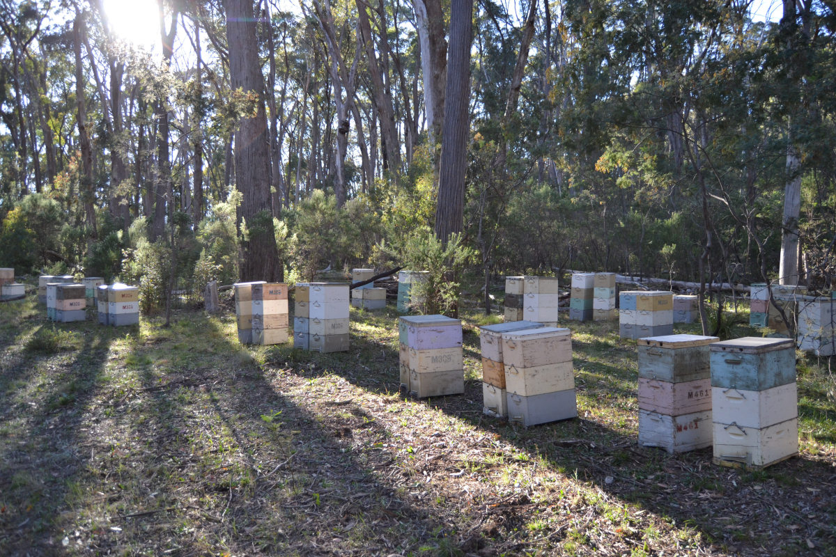 Bienenvölker stehen im Australischen Busch
