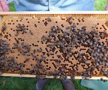 Bienenwabe Deutsch Normal Maß mit Brut
