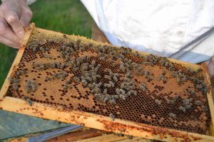 Bienenwabe mit Brut