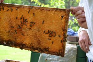 Bienenwabe mit Honig Deutsch-Normal-Maß