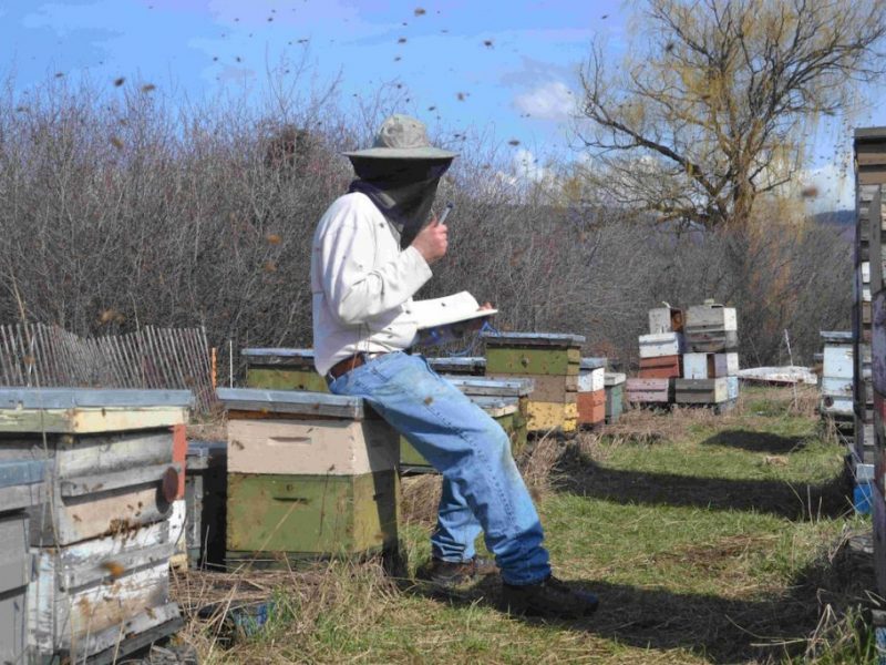 Ein Imker notiert bei seinen Bienen etwas