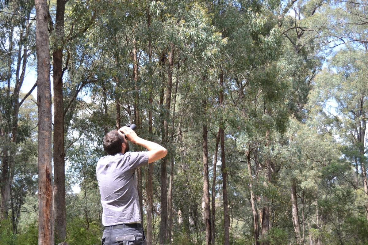 Ein australischer Imker schaut mit dem Fernglas Eukalyptusbäume an