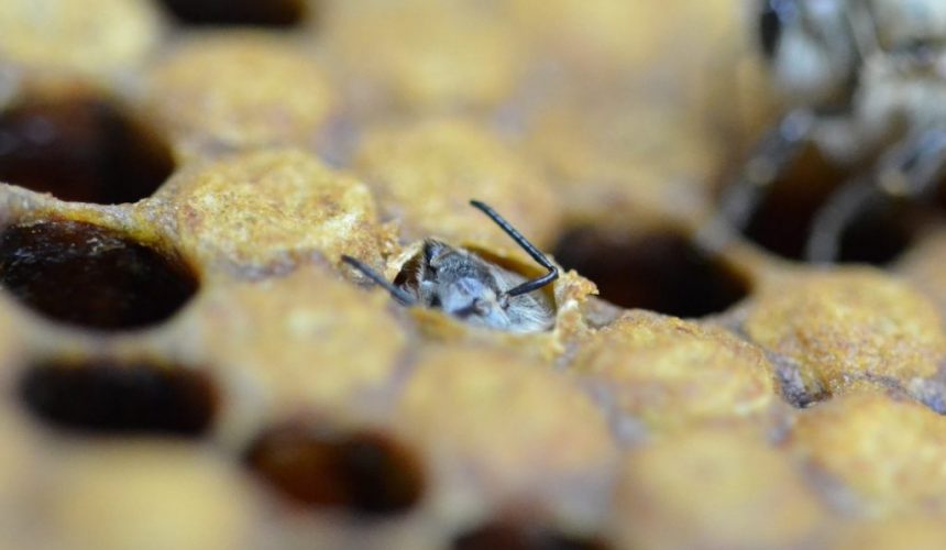 Eine Honigbiene schlüpft