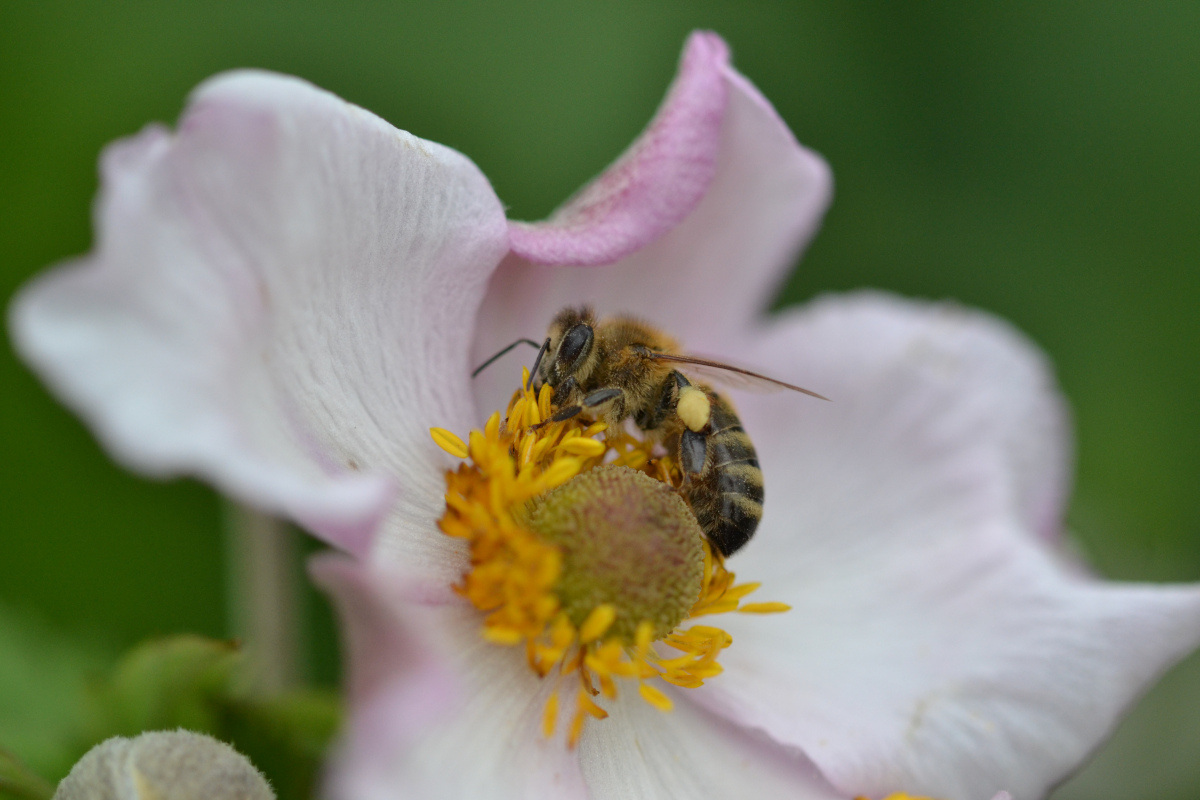Honigbiene auf rosa Pflanze