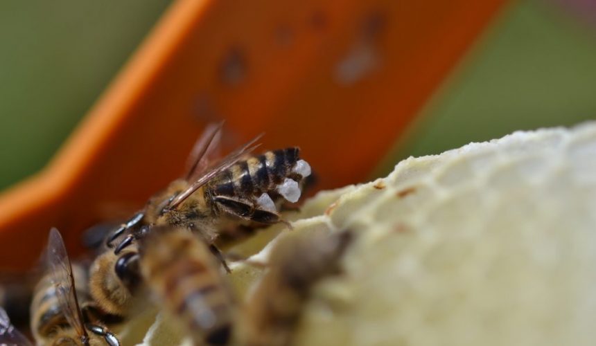 Honigbiene mit ausgeschwitzten Wachsschüpchen