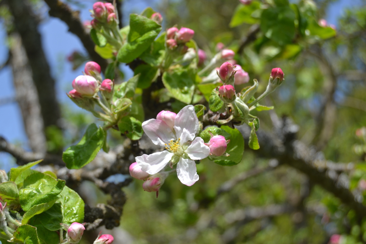 King-Blossom Apfelblüte