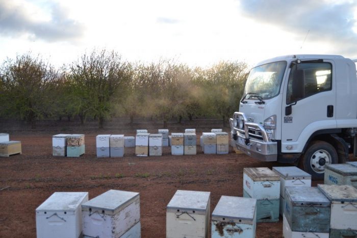 LKW Fahrerhaus zwischen Bienenvölkern in Mandelplantage