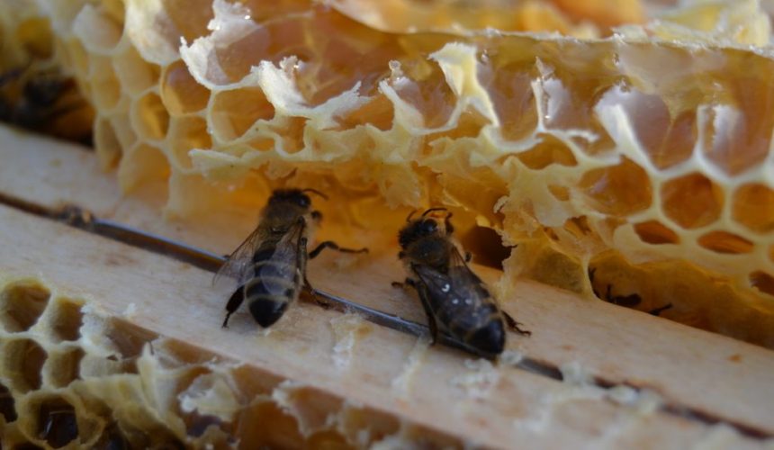 zwei Bienen lecken Honig vom Überbau auf