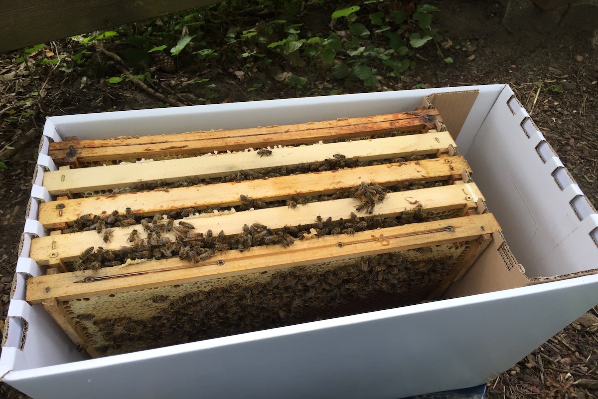 Ein 5-Waben Bienen Ableger in einer Versandkiste