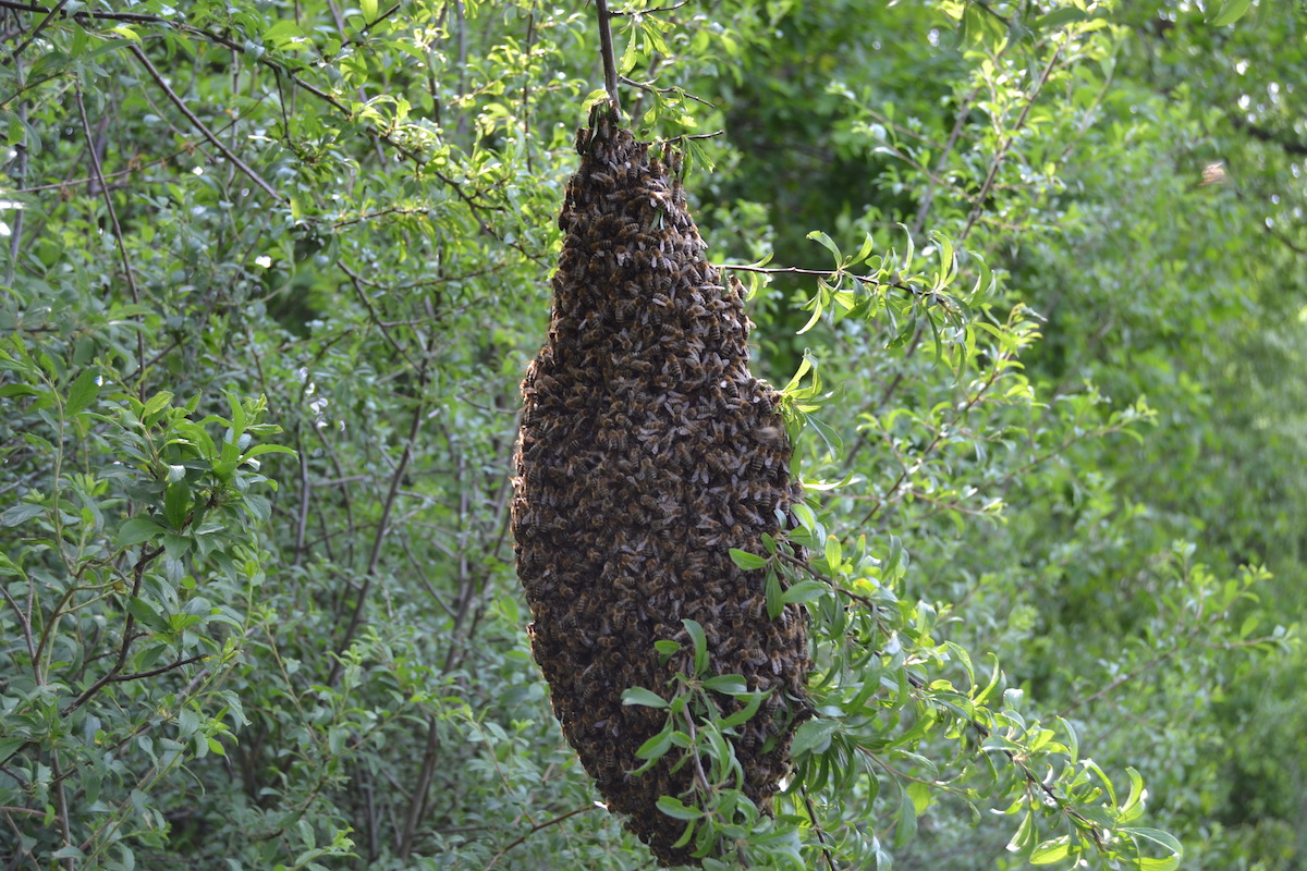 Ein Bienenschwarm hängt in einem Baum