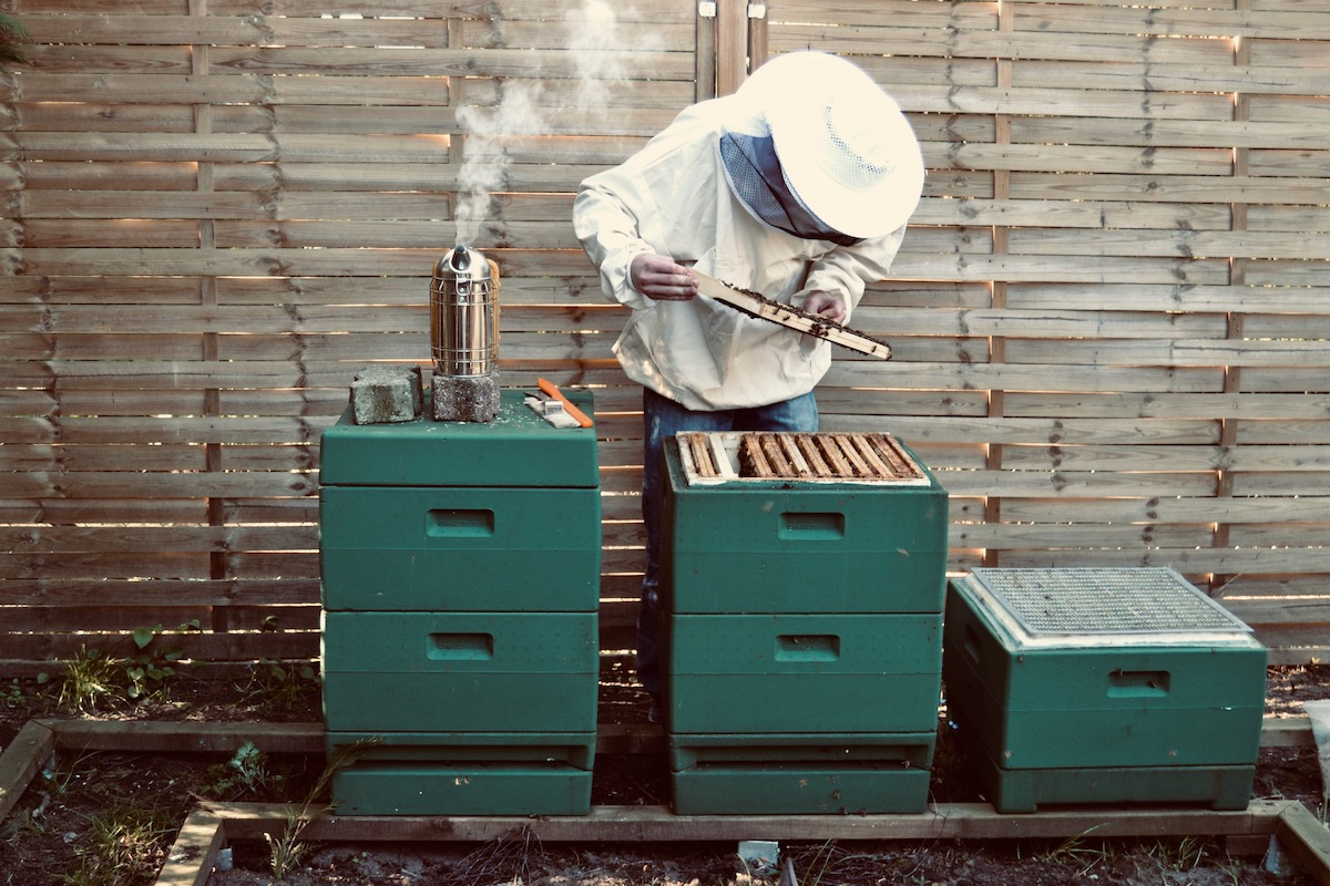 Felix Mrowka arbeitet an seinen Bienen