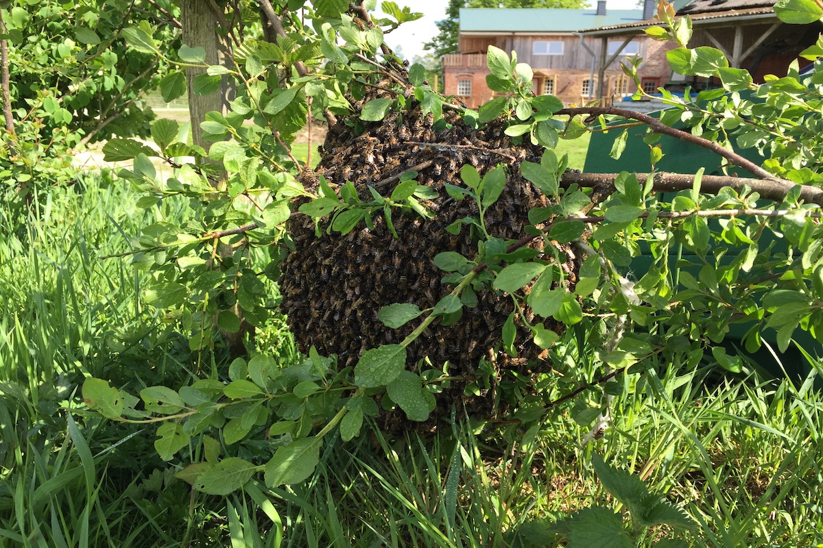 Ein Bienenschwarm hängt an einem kleinen Baum