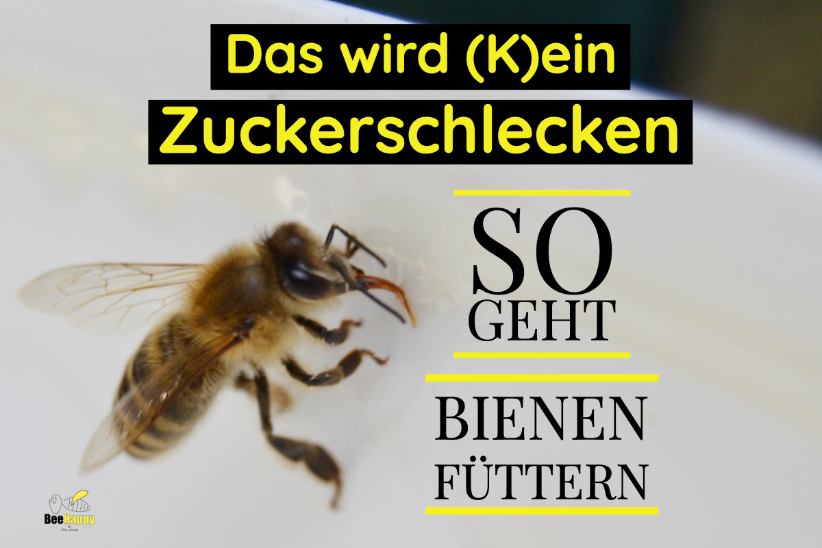So geht Bienen Füttern - Blogpost