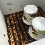 Bienen Füttern mit einem Futtereimer