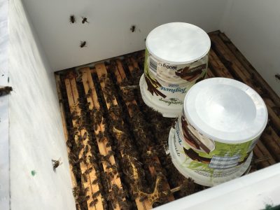 Bienen Füttern mit einem Futtereimer