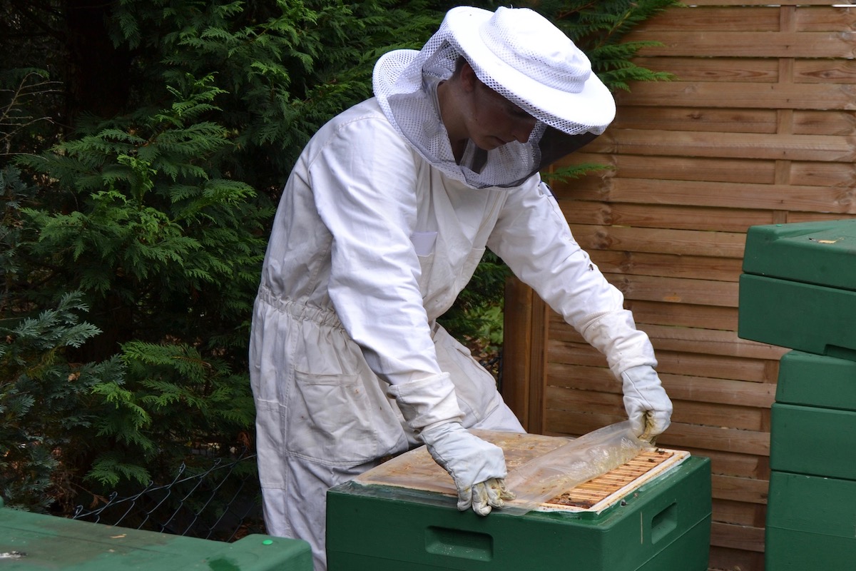 Ein Imker klappt die Folie auf einem Bienenvolk um