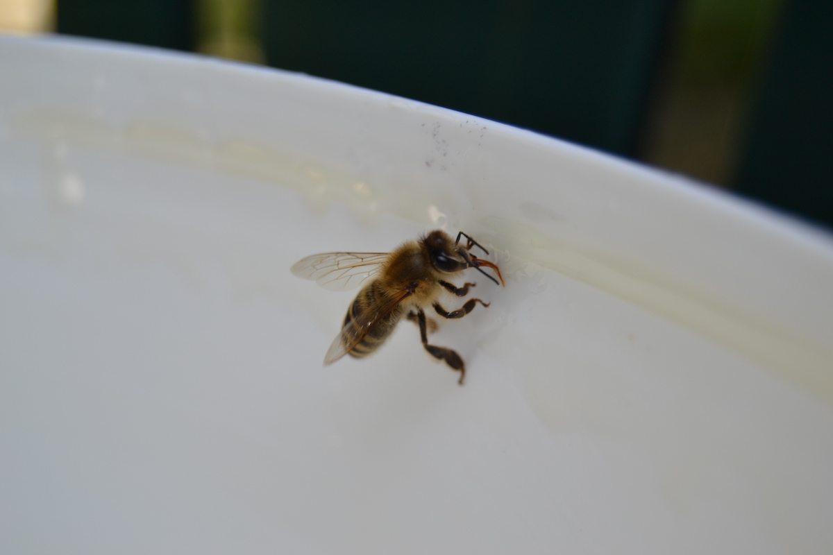 Eine Honigbiene schleckt Futtersirup auf