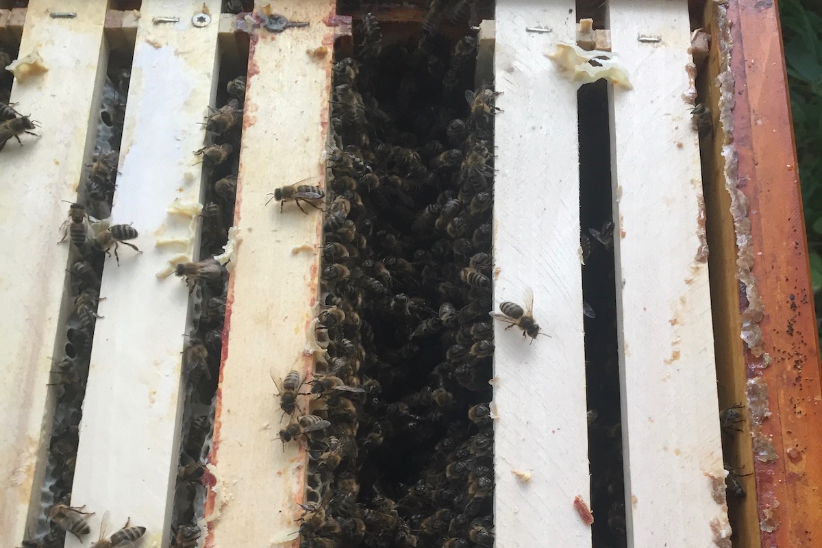Eine Lücke für eine Futterzarge in einer Zarge für Bienen