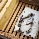 Futterteig zum Bienen Füttern liegt in einer Zarge