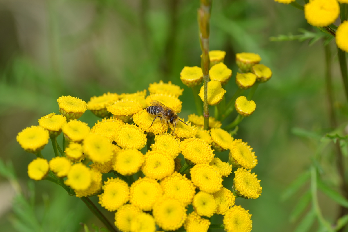 Wildbiene auf gelbem Strauch
