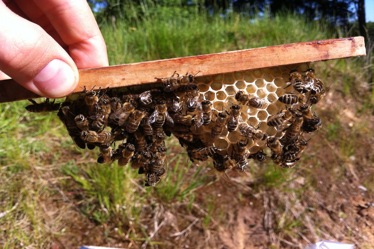 Eine Voraussetzung als Imker*in, ist die Verantwortungsübernahme für die Bienen