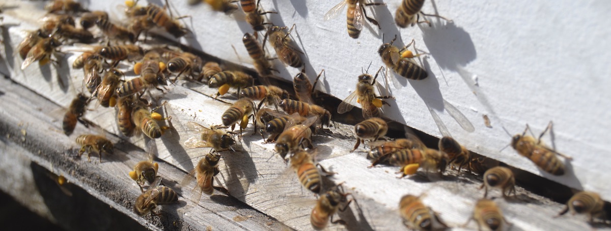 Bienen vor dem Flugloch mit Pollen - Mission beste Imkerausbildung Online für Deutschland