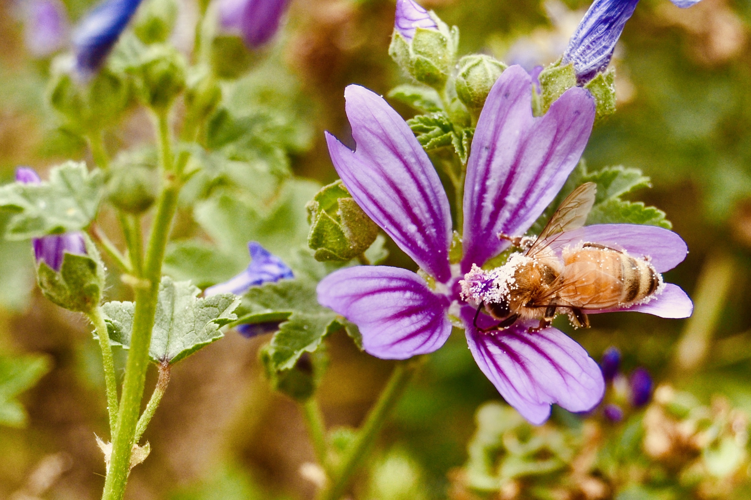 Biene sammelt Pollen an einer Stockrose