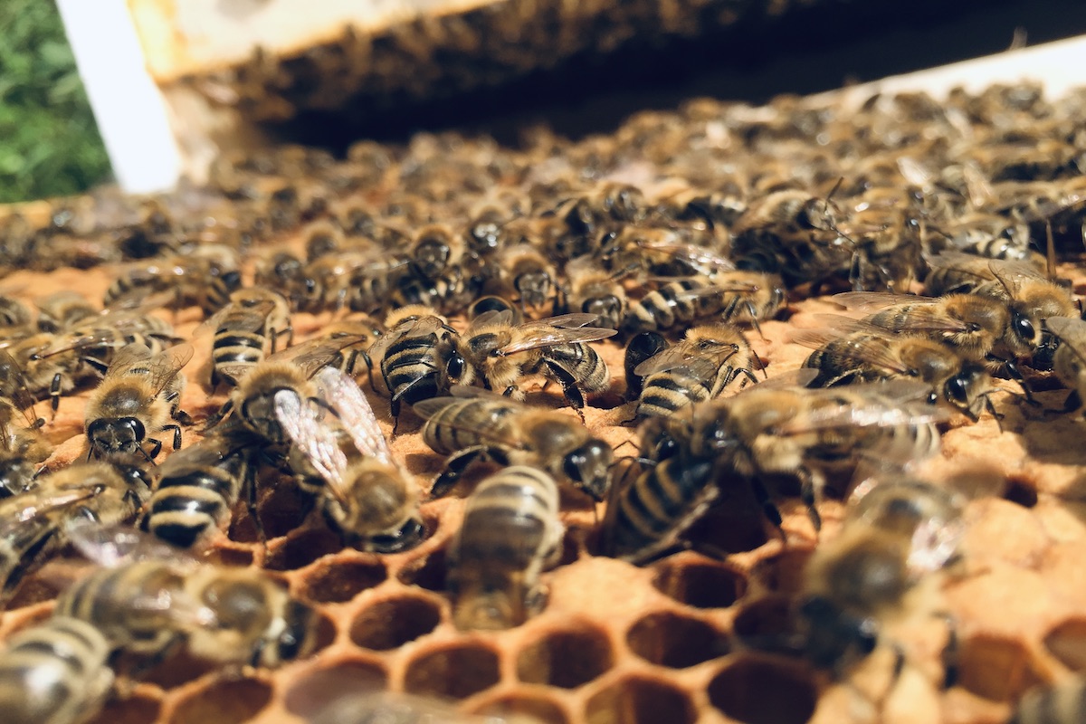 Honigbienen optimal betreuen lernst Du beim BeeHappy Neuimker*in Kurs