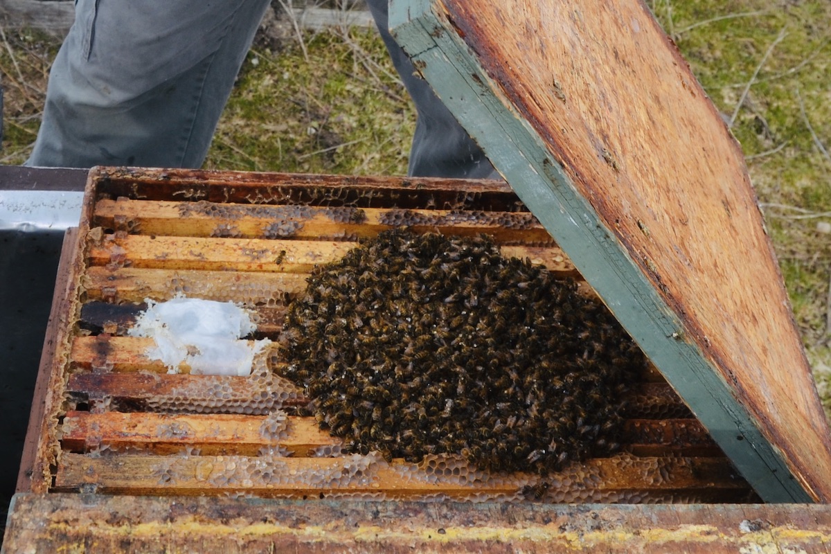Beim Öffnen der Bienen im Winter, begegnet einem eine Bienentraube