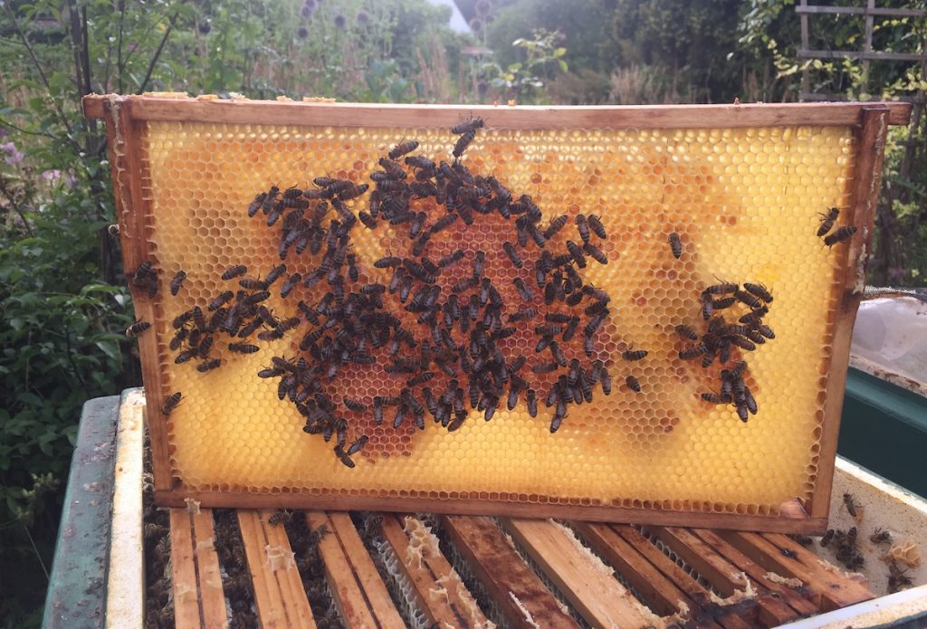 Das Bienenjahr beginnt und die Bienen ziehen sich aus der Natur zurück
