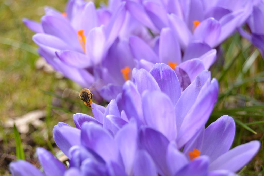 Das Bienenjahr im Frühjahr - Honigbiene sammelt Pollen an Krokusen