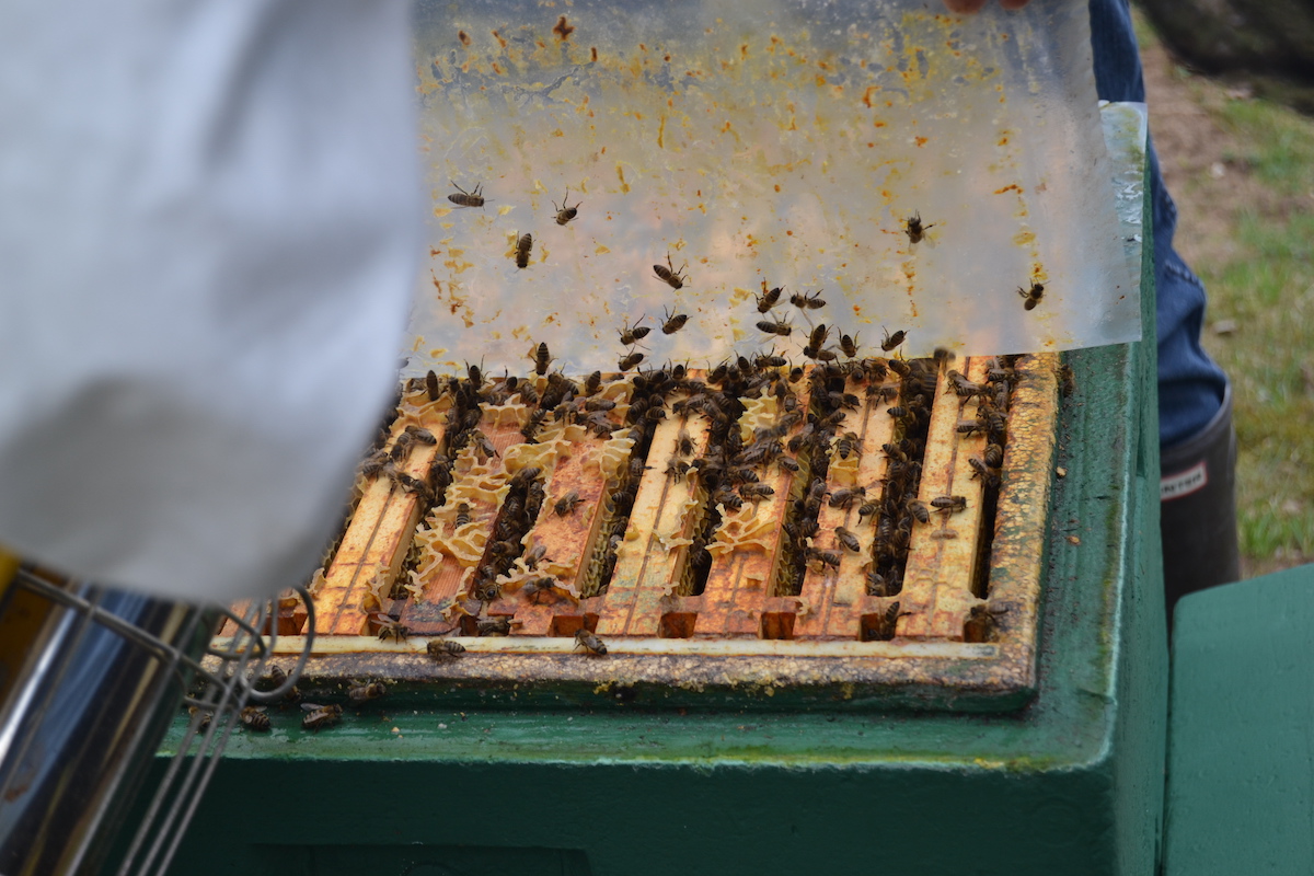 Der Blick in das Bienenvolk ermöglicht es den Volkszustand einzuschätzen