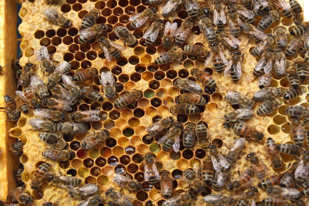 Der Frühling und Sommer im Bienenjahr - Bienen haben ein reichliches Lager an Pollen und Brut angelegt