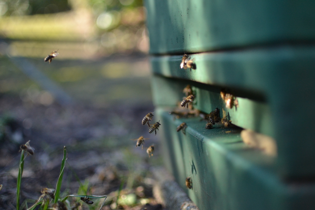 Die Bienen begeben sich auf den Reinigunsflug