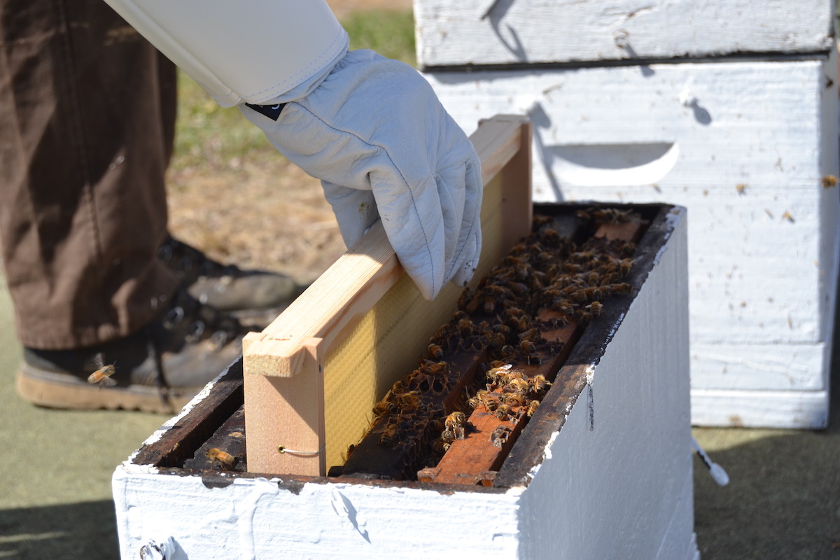 Ein Bienenableger wird erstellt