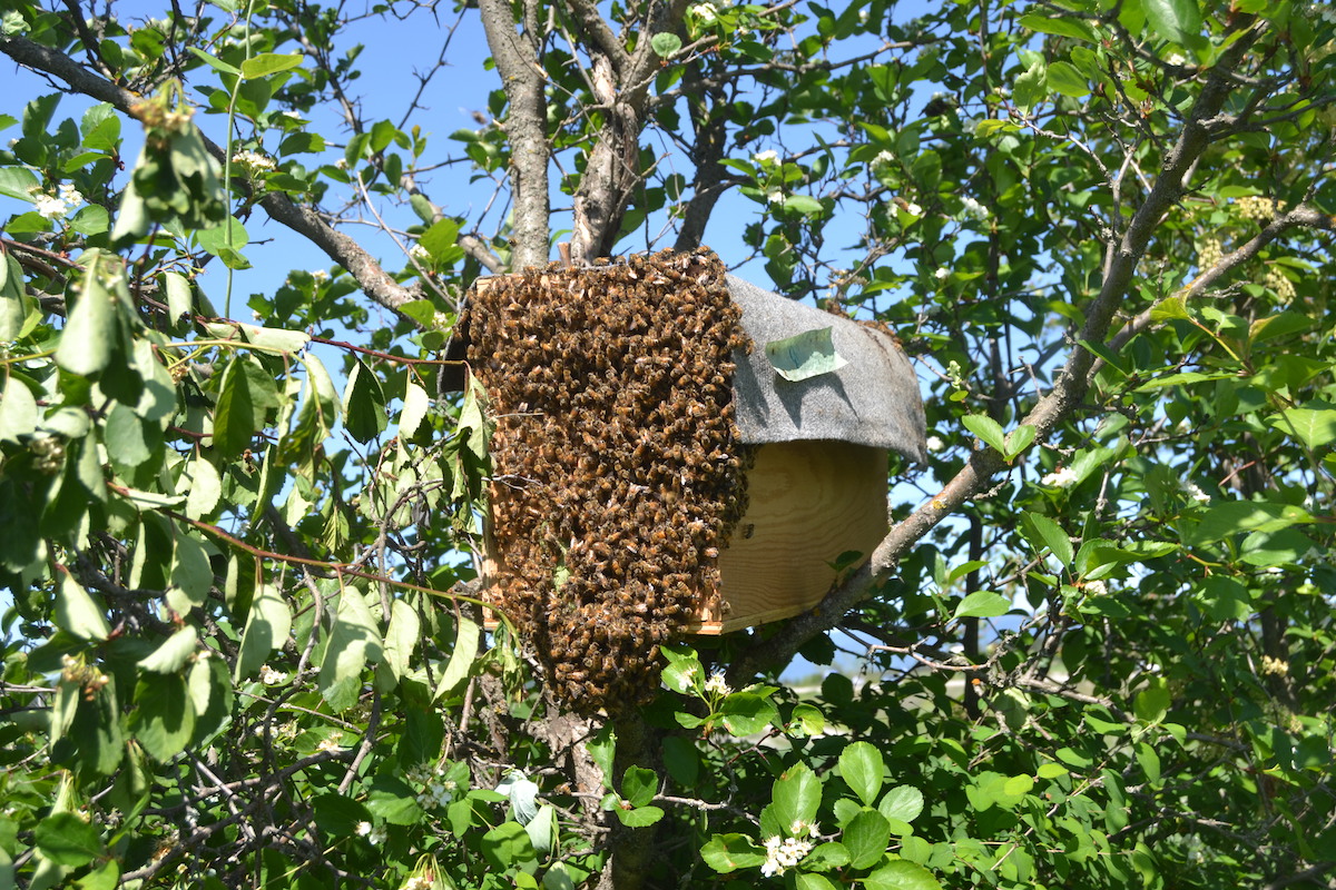 Ein Bienenschwarm wurde in einem Baum wieder eingefangen