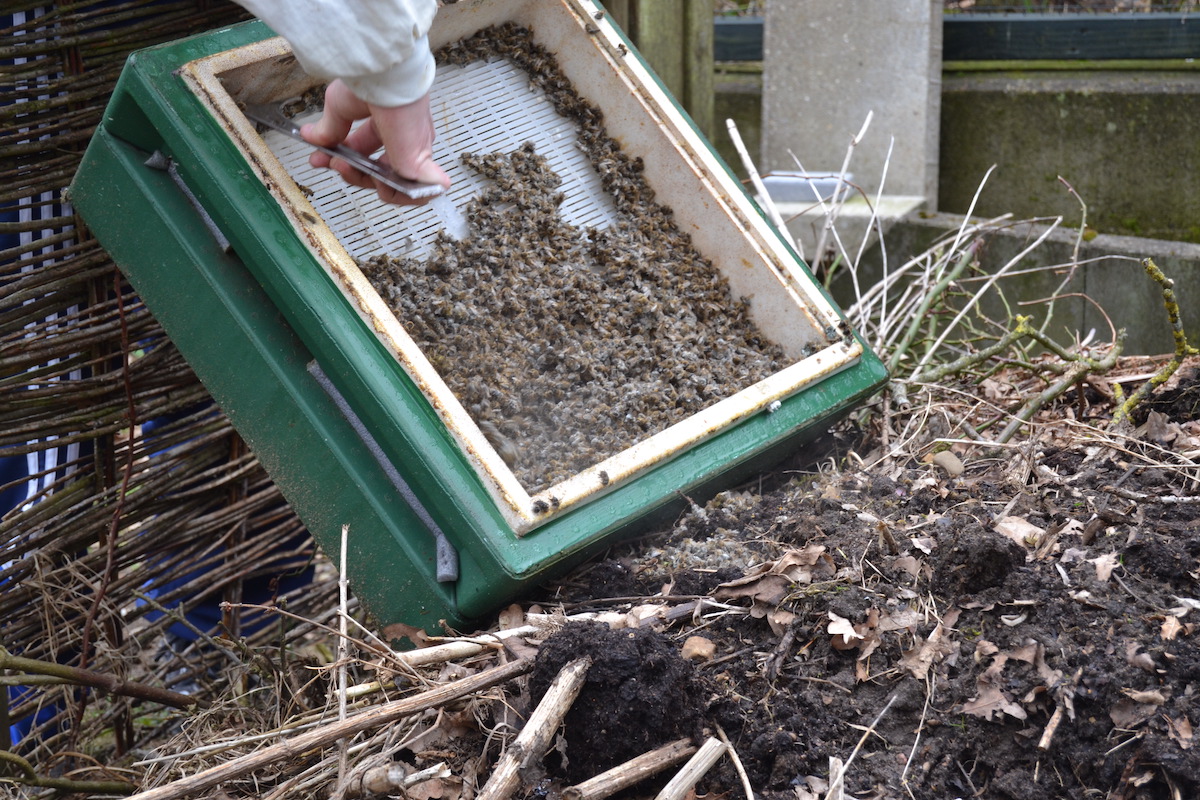 Ein Bienenvolk ist verstorben und wird auf den Kompost gebracht