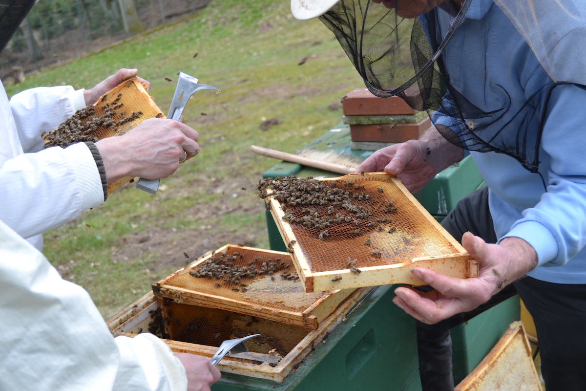 Ein Bienenvolk wird durch Imker begutachtet