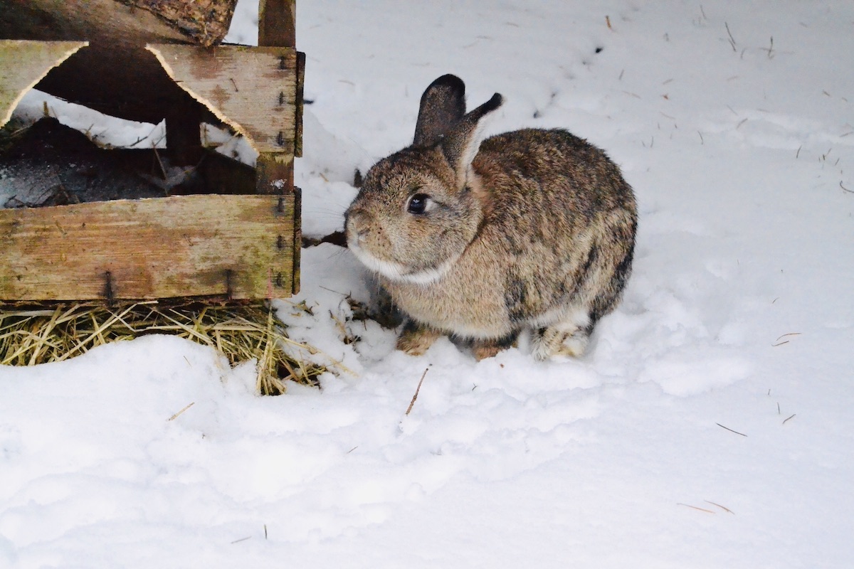 Ein Kaninchen im Schnee wartet auf den Frühling