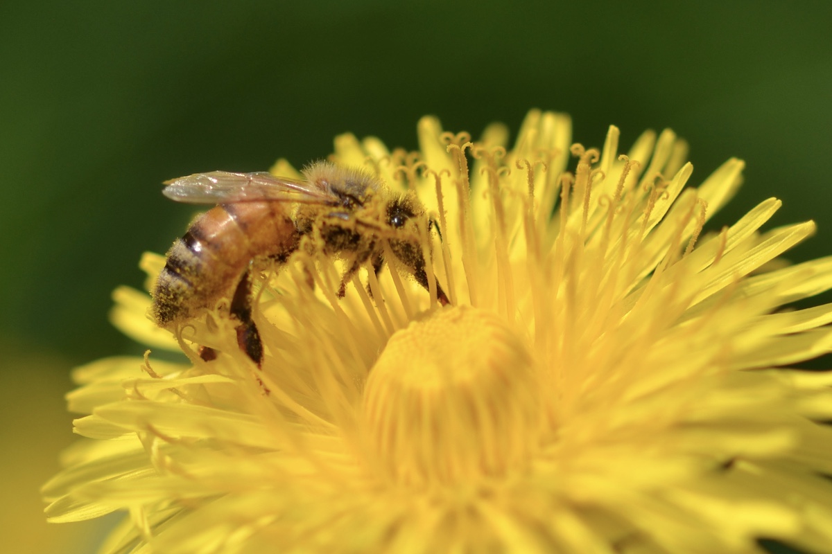Eine Bienen sammelt Nektar am Löwenzahn