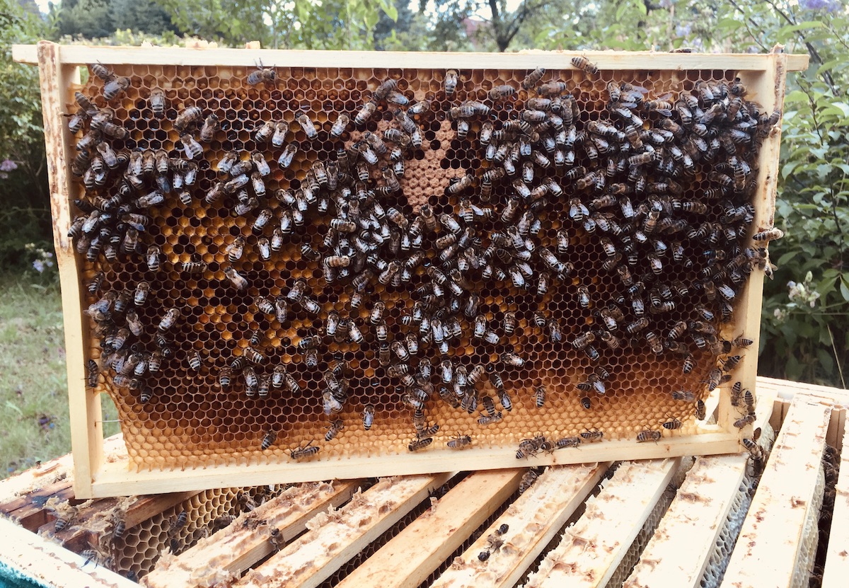 Eine Brutwabe ist durch das Schlüpfen von Honigbienen immer dunkler geworden